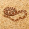 Corn Snake - Pantherophis guttatus