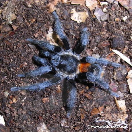 Chile Flame Tarantula - male