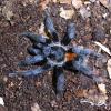 Chile Flame Tarantula - male photo