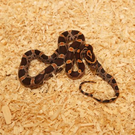 Corn Snake - Pantherophis guttatus