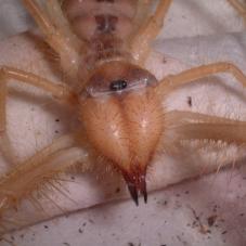 Camel Spiders - Don't they look horrible! photo