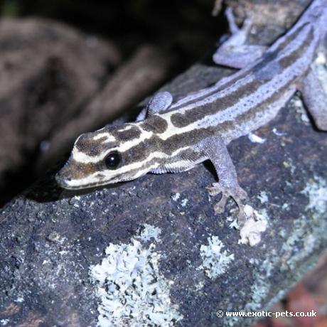 Kim Howells Dwarf Gecko - Close up