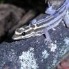 Kim Howells Dwarf Gecko - Close up photo