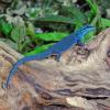 Turquoise Dwarf Gecko - Male photo