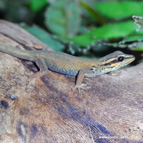 Turquoise Dwarf Gecko - Female