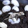 Bearded Pygmy Chameleon - Hatchling photo