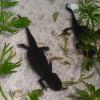 Chinese Fire Bellied Newt - breeding pair photo