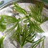 Chinese Fire Bellied Newt Eggs photo