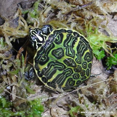 Red Bellied Turtle - Red Bellied Turtle