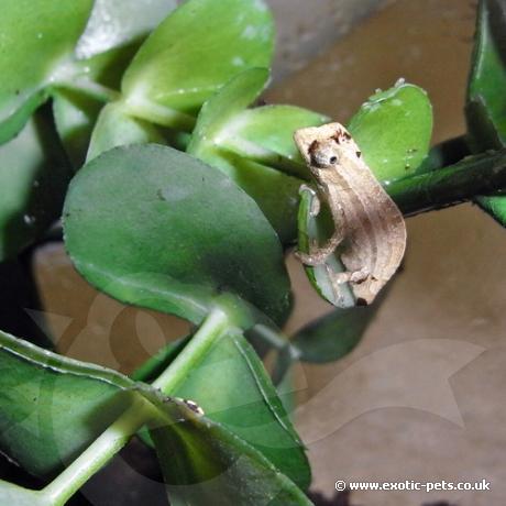 Bearded Pygmy Chameleon - two day old