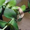 Bearded Pygmy Chameleon - two day old photo