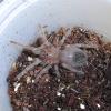 Brazilian Salmon Pink Spiderling photo