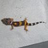 Leopard Gecko - Normal photo