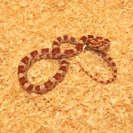 Corn Snake - Pantherophis guttatus