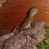 Baby Water Dragon resting photo