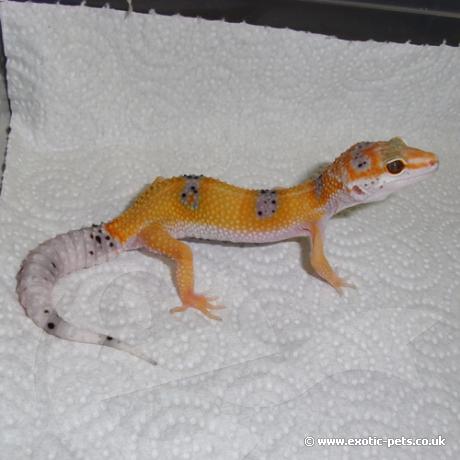 Leopard Gecko - Enigma