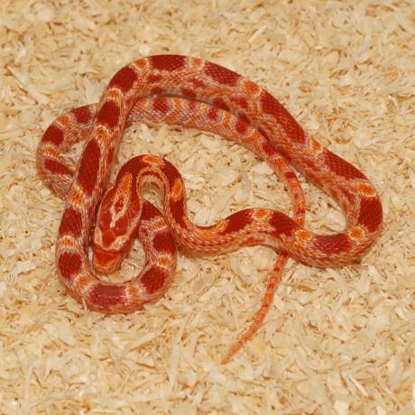 Corn Snake - Pantherophis guttatus