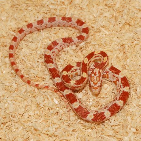 Corn Snake - Pantherophis guttatus