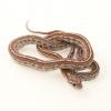 Corn Snake - Pantherophis guttatus