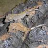 Crested Geckos photo