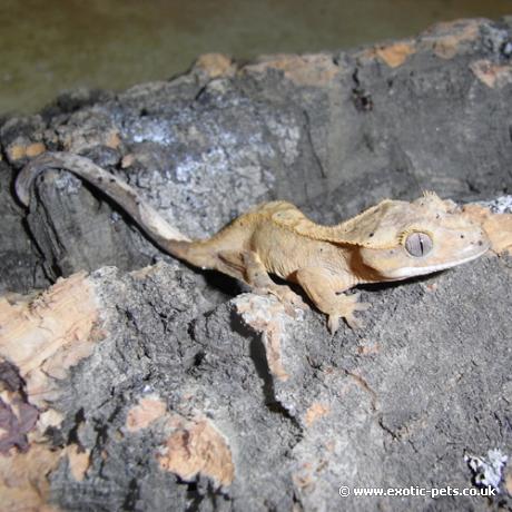 Crested Gecko