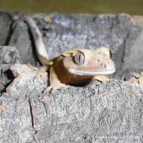 Crested Gecko face