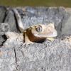 Crested Gecko face photo