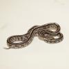 Corn Snake - Pantherophis guttatus