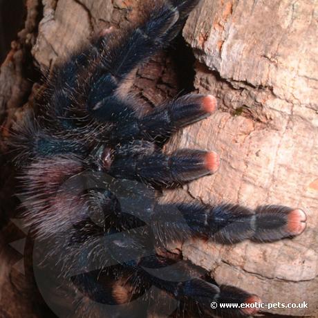 Pink Toe Tarantula