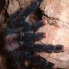 Pink Toe Tarantula photo