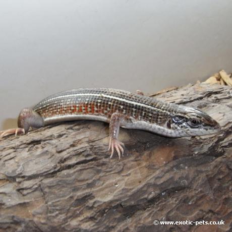 Black Lined Plated Lizard - Yellow Throated Plated Lizard