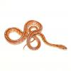 Corn Snake - Pantherophis guttatus