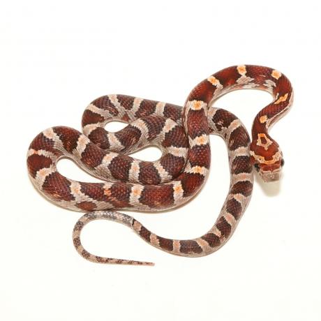 Corn Snake - Pantherophis guttatus