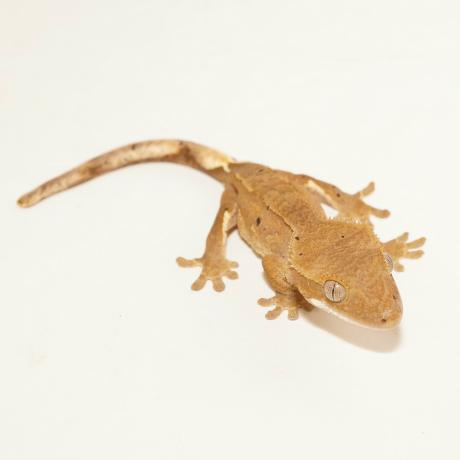 Crested Gecko - Correlophus cillatus