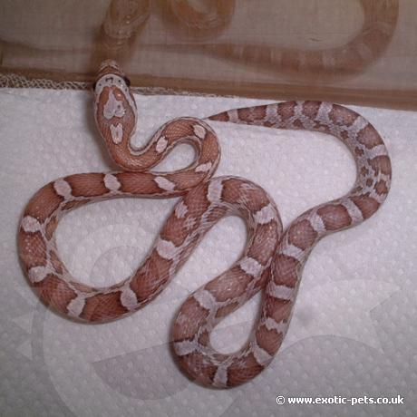 Ghost Corn Snake