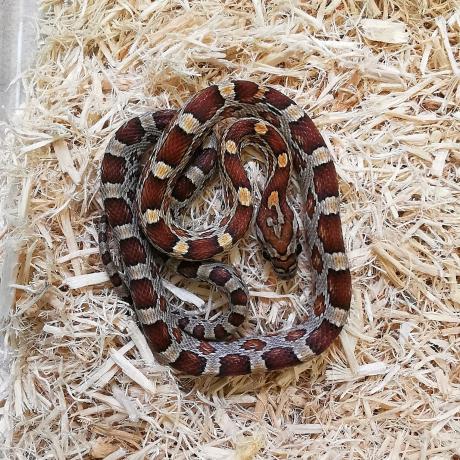 Corn Snake - Pantherophis guttatus