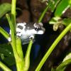 Amazon Milk Frog - (CB24) 1-2cm BABY