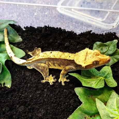 Crested Gecko - Correlophus cillatus