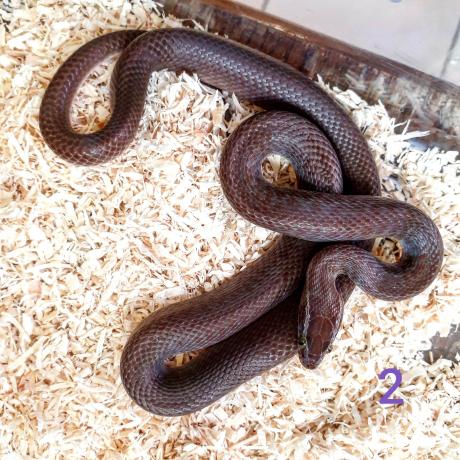 African House Snake - Lamprophis fuliginosus