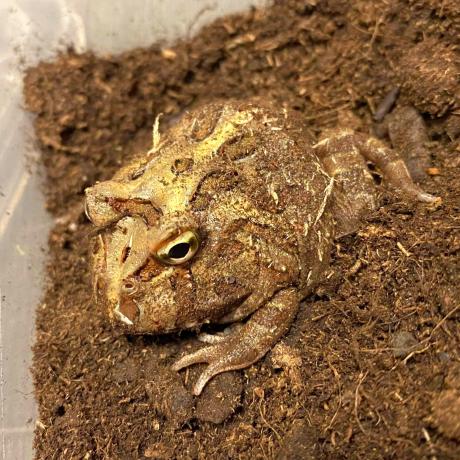 Cranwell's Horned Frog - Ceratophrys cranwelli