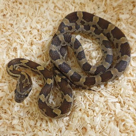 Corn Snake - Pantherophis guttatus