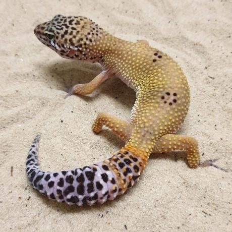 Leopard Gecko - Eublepharis macularius