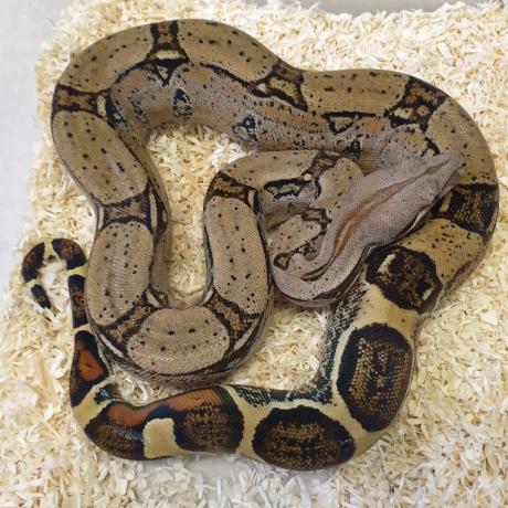 Common Boa Constrictor - Boa constrictor imperator