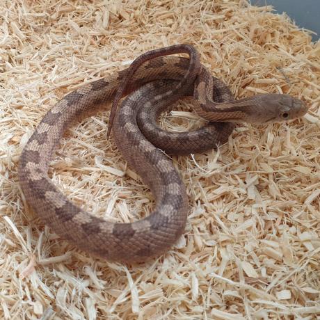 Everglades Rat Snake - Elaphe obsoleta rossalleni