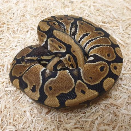 Royal Python or Ball Python - Python regius