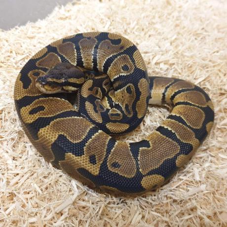 Royal Python or Ball Python - Python regius