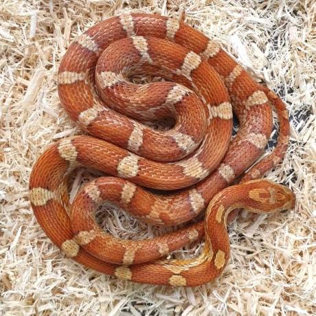 Corn Snake - Pantherophis guttatus