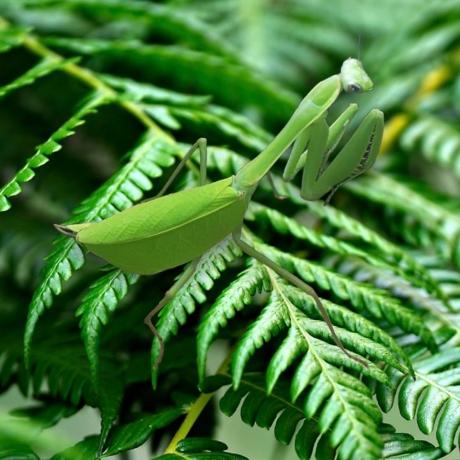 Giant Amazonian Leaf Mantis