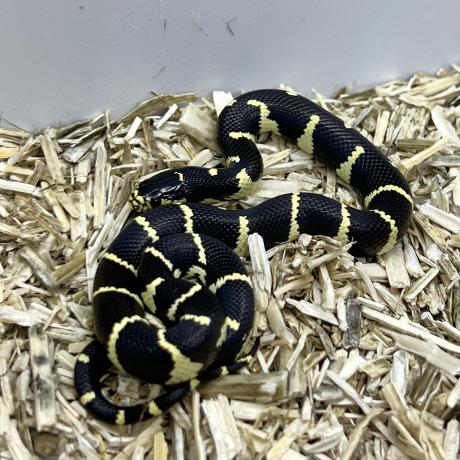 Californian King Snake - Lampropeltis getula californiae