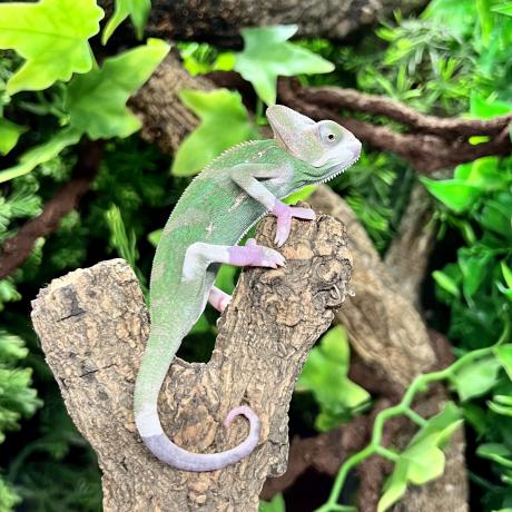 Yemen Chameleon - Chamaeleo calyptratus